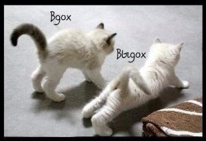 img.bibo.kz.jpg