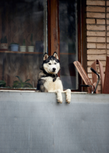 1605066460002.png