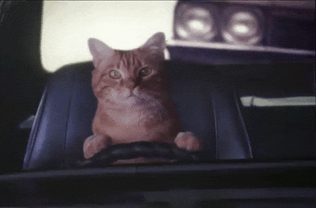 koshki9.gif