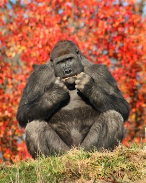 Gorilla21.jpg