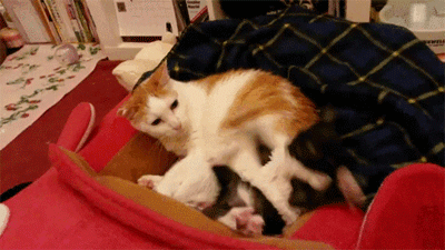 1 (2).gif