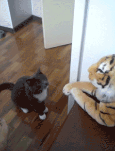 file (1).gif