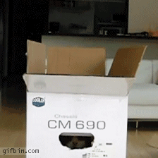 the_definitive_collection_of_cat_48.gif