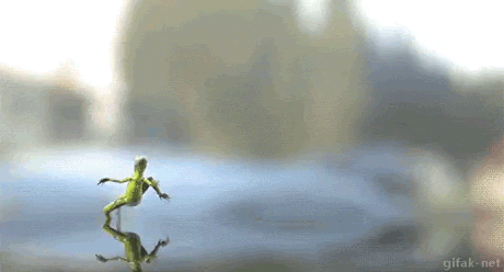 2.gif