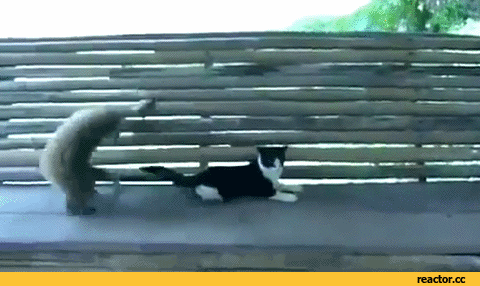 гифки-кот-живность-оборона-888709.gif