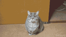 https__vk_com_gif_fak (1).gif