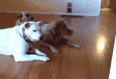 lurk.gif