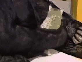 1411678745_gifs_190.gif