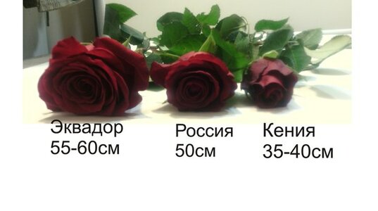 image.jpeg