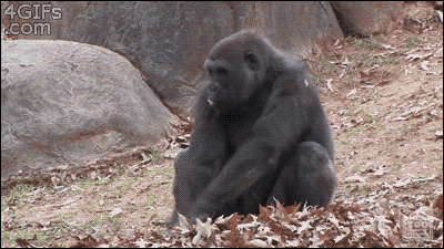 e350e021a252cf6fe312948ef37b70bd.gif