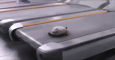 afda021a3ce65b1750df380f23d1b60d.gif