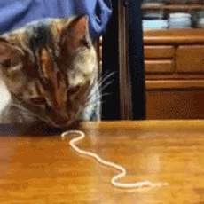 pic3.gif