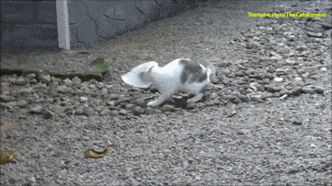 20000291.gif