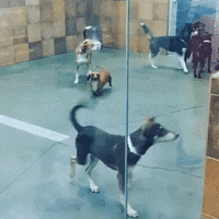 best_video_vecherinka.gif
