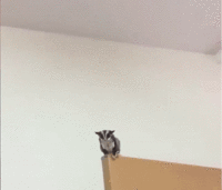 NiT (1).gif