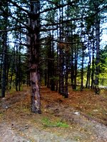 IMG_20161009_104743.jpg