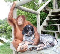 13.-Suryia-the-Orangutan-and-Roscoe-the-Blue-Tick-Hound-1.jpg