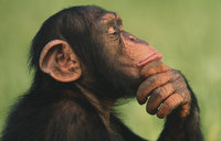 discovery-chimp-zoom.jpg