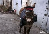 осел мент.jpg