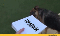 правки-гифки-собакен-2562652.gif
