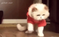 tmp94947512 (1).gif