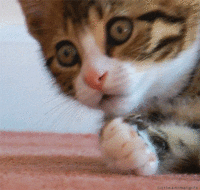 kotik_vau.gif