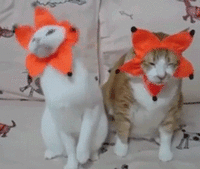 dzen (2).gif