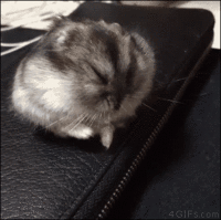 qkzmpk.gif