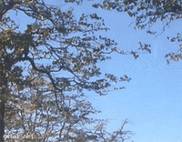 file (1).gif