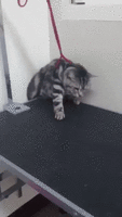 file1 (1).gif