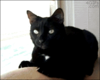 https__vk_com_gif_fak (2).gif