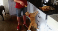 1412581045_2064785509.gif