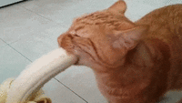 cat-Favim.com-3233616.gif