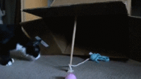 k-bigpic.gif