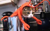 15-hilarious-cats-in-costumes-lobster-cat1.jpg