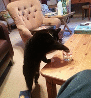 1392959505_2827.gif
