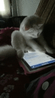 3.gif