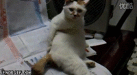 10.gif