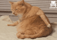 animals_36.gif