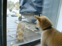 best_video_belka.gif