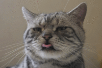 tumblr_ne3rme5SP61svxaato1_500.gif