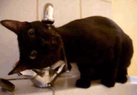 6366e1c8ac4015bdbdf98e1f61d2e13b.gif