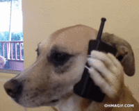 image (1).gif
