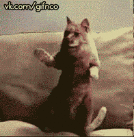 tumblr_mbekbr9geG1qdksrw_1.gif