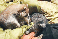 5424635434.gif