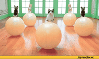 gifki-kote-kotiki-narkotiki-fitnes-704880.gif