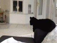 Derzhi_pyatyunyu.gif