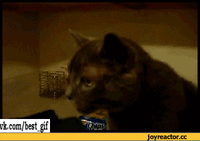 гифки-котэ-сопли-чихнул-665569.gif