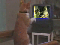original.gif