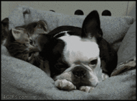 IMG_2541.GIF